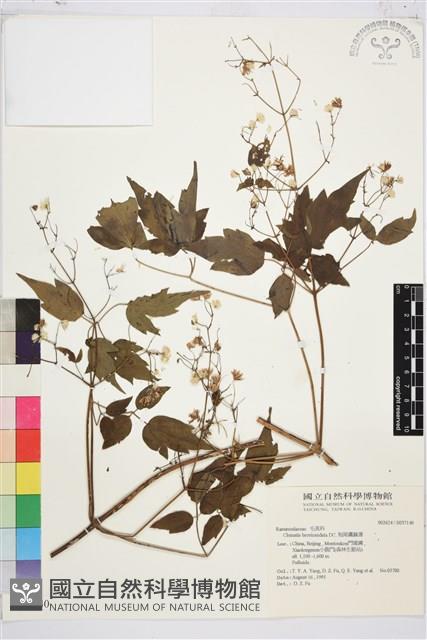 短尾鐵線蓮藏品圖，第1張