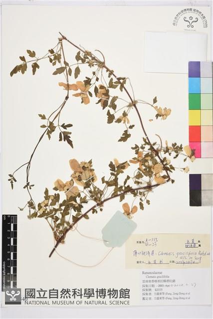 薄葉鐵線蓮藏品圖，第1張