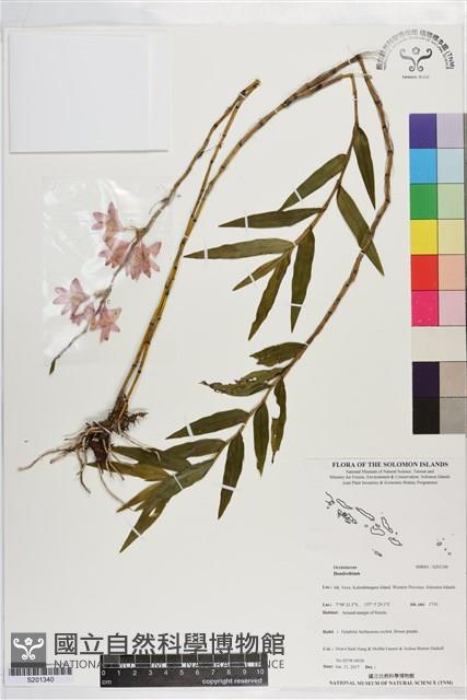 登錄號:S201340藏品圖，第1張