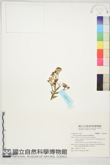 臺灣紺菊藏品圖，第1張