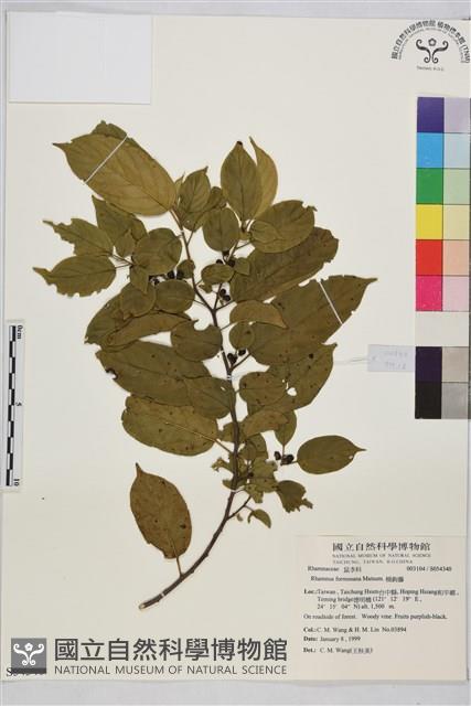 桶鉤藤藏品圖，第1張