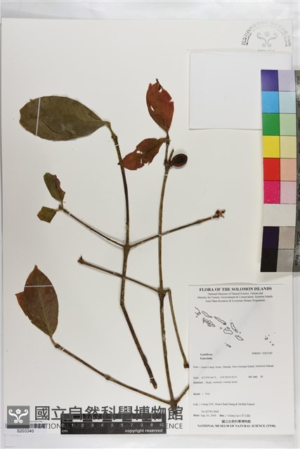 登錄號:S203340藏品圖，第1張