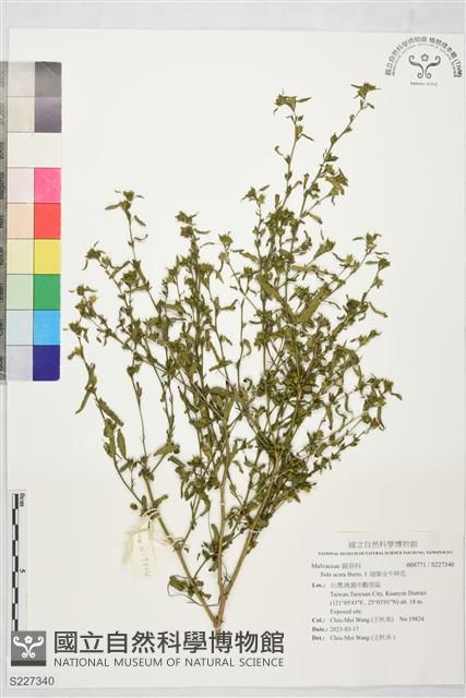 細葉金午時花藏品圖，第1張