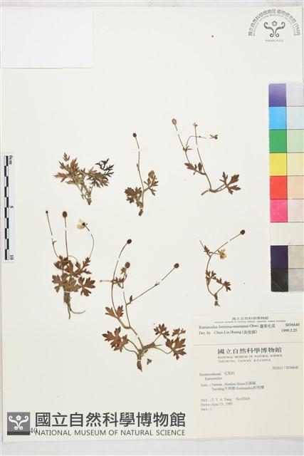 蓬萊毛茛藏品圖，第1張