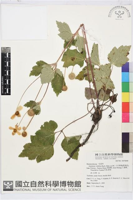 小白頭翁、野棉花藏品圖，第1張