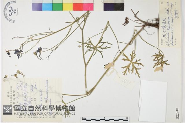 展毛翠雀花藏品圖，第1張