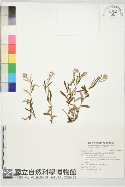 玉山抱莖籟簫藏品圖，第1張