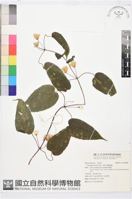 亨利氏鐵線蓮藏品圖，第1張