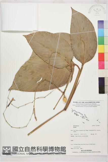 登錄號:S207840藏品圖，第1張