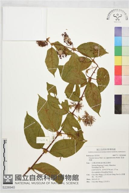 恆春鉤藤藏品圖，第1張