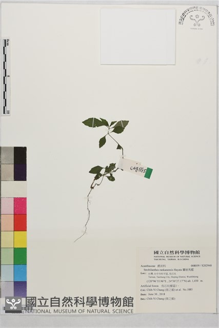 蘭嵌馬藍藏品圖，第1張