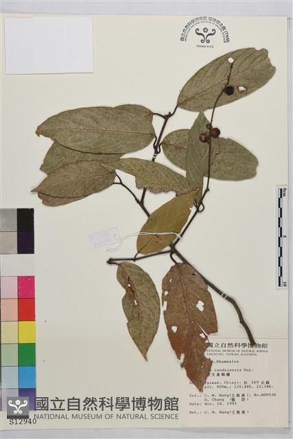 巒大雀梅藤藏品圖，第2張