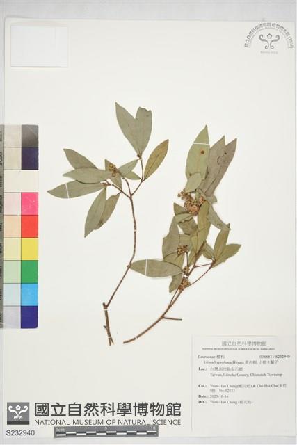 Accession Number:S232940 Collection Image