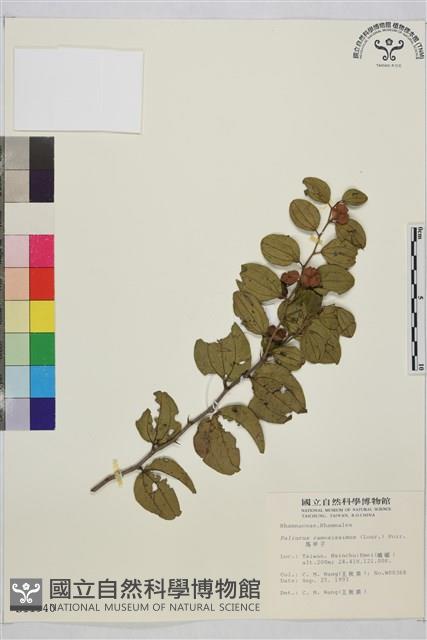 馬甲子藏品圖，第2張