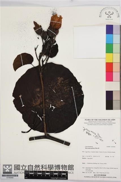 登錄號:S195940藏品圖，第1張