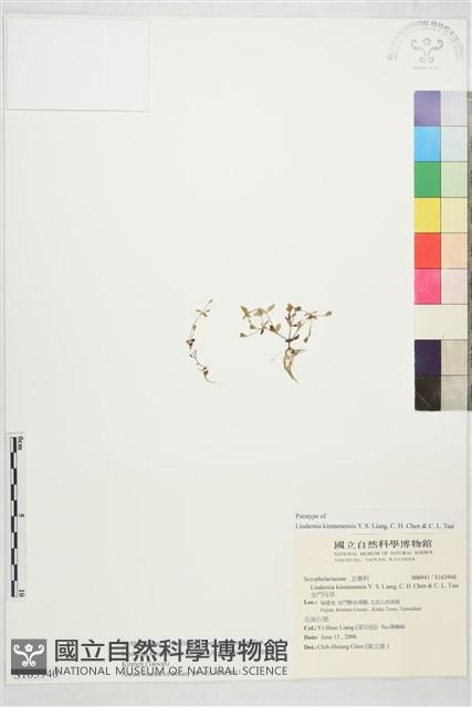 金門母草藏品圖，第1張