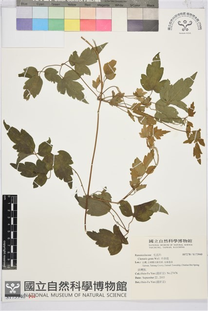串鼻龍藏品圖，第1張