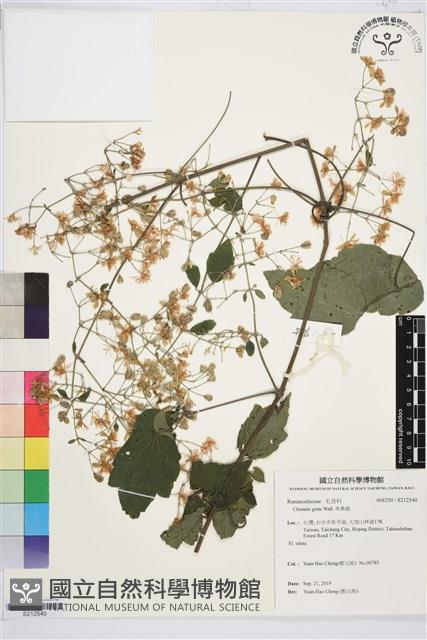 串鼻龍藏品圖，第1張