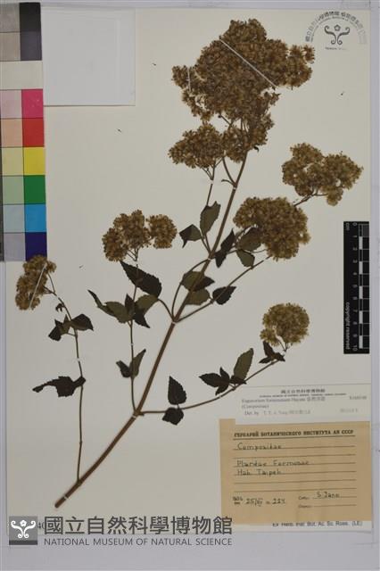 臺灣澤蘭藏品圖，第1張