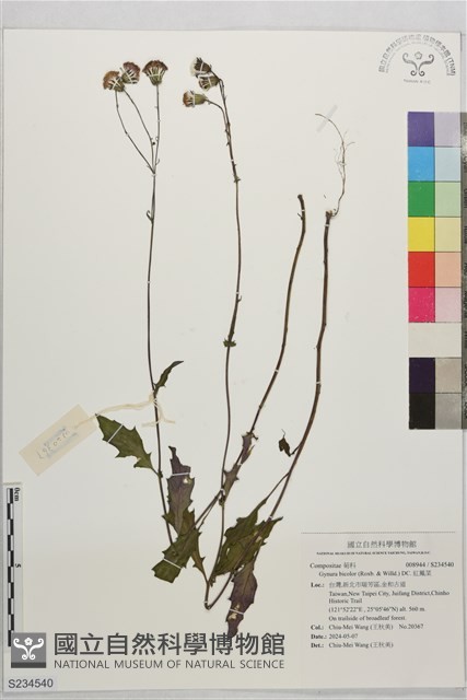 紅鳳菜藏品圖，第1張