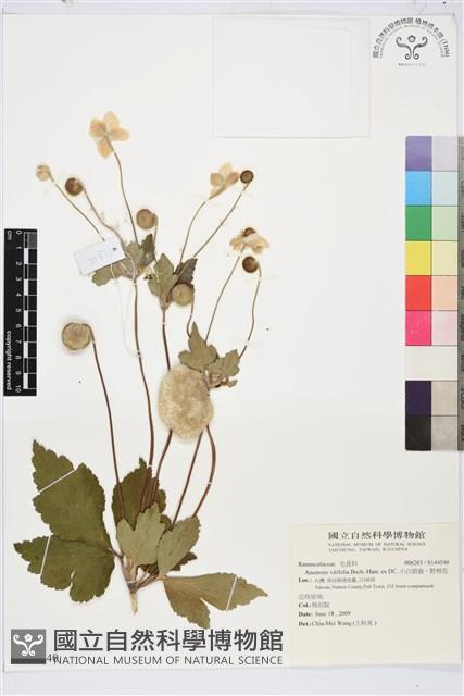 小白頭翁、野棉花藏品圖，第1張