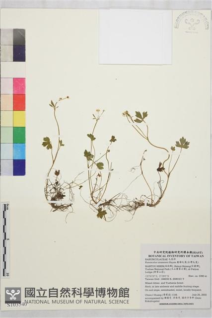 鹿場毛茛藏品圖，第1張