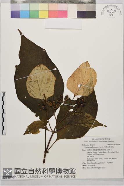 大葉玉葉金花藏品圖，第1張