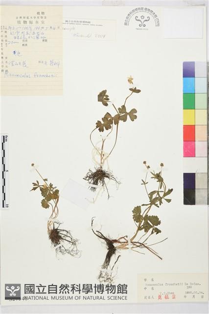 深山毛茛藏品圖，第1張