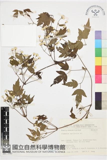 女萎藏品圖，第1張