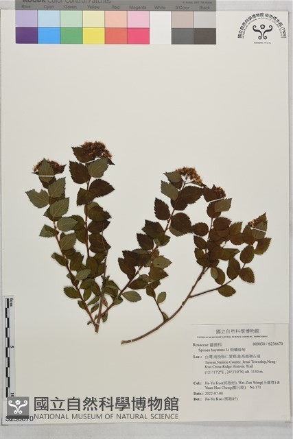 假繡線菊藏品圖，第1張