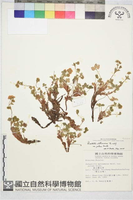 高山翻白草藏品圖，第4張
