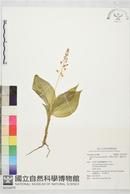 寶島羊耳蒜、寶島羊耳蘭藏品圖，第1張