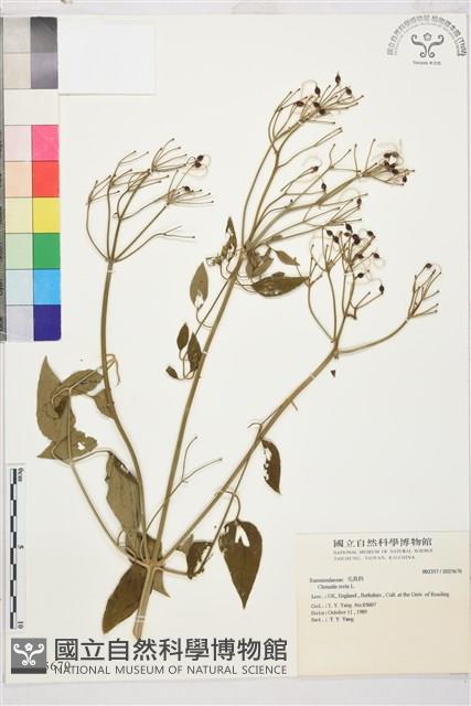 直立鐵線蓮藏品圖，第1張