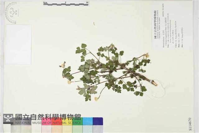 高山鐵線蓮藏品圖，第1張