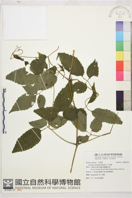 小木通藏品圖，第1張