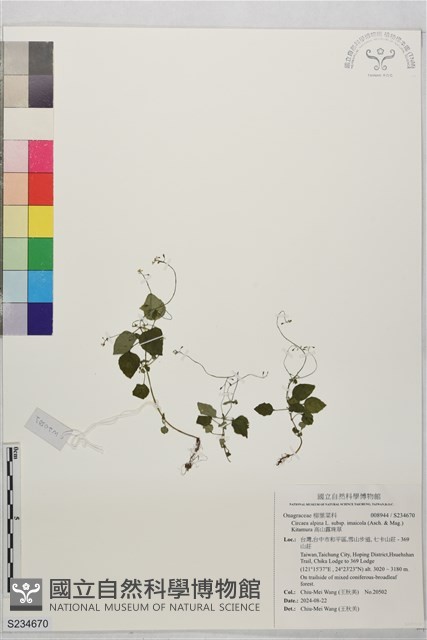 高山露珠草藏品圖，第1張