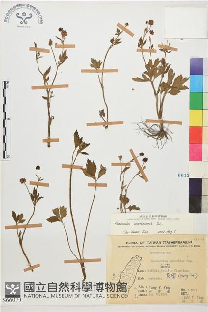 水辣菜、禺毛茛藏品圖，第1張