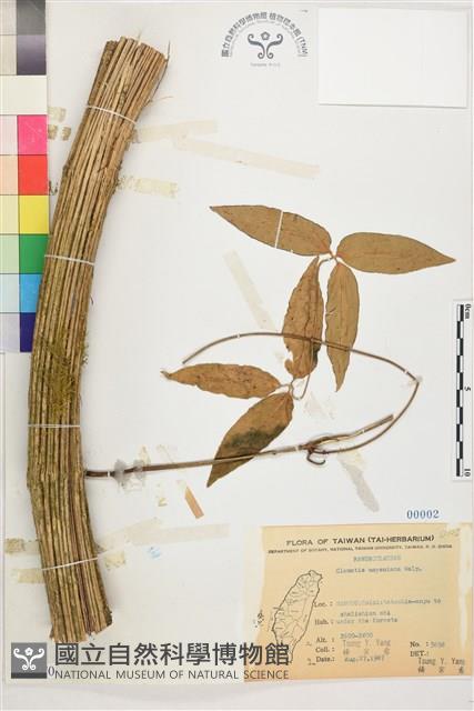 麥氏鐵線蓮藏品圖，第2張