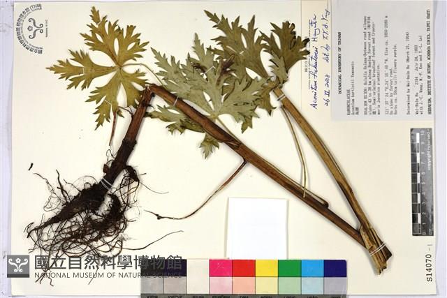 臺灣烏頭藏品圖，第1張