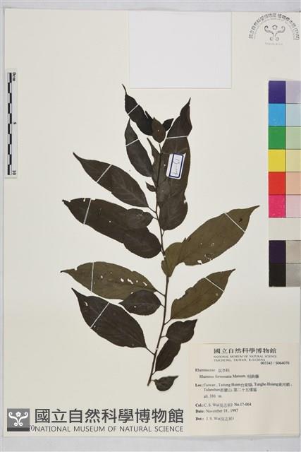 桶鉤藤藏品圖，第1張