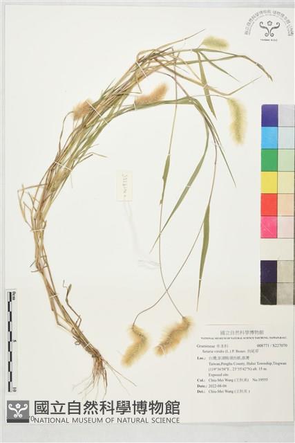 狗尾草藏品圖，第1張