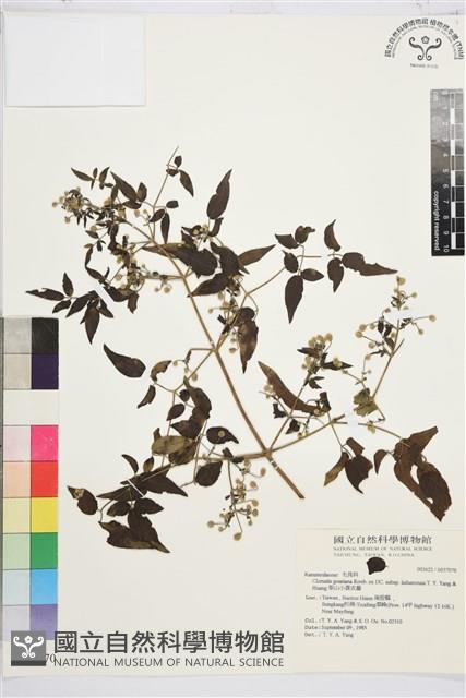 梨山小蓑衣藤藏品圖，第2張