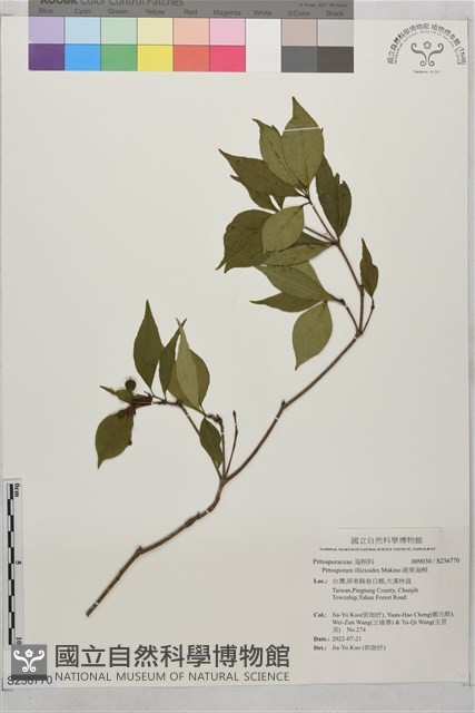 疏果海桐藏品圖，第1張