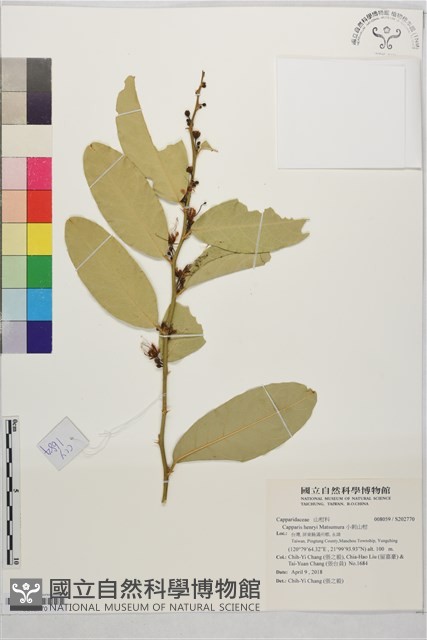 小刺山柑藏品圖，第1張