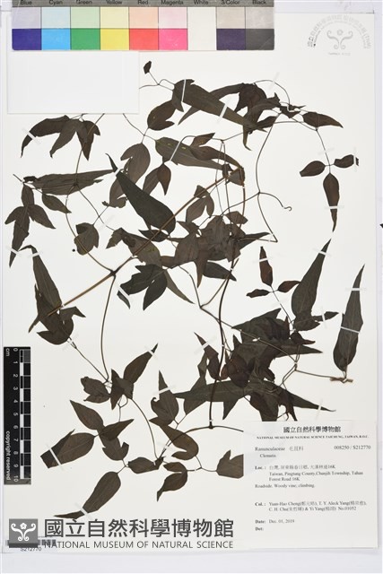 田村氏鐵線蓮藏品圖，第1張