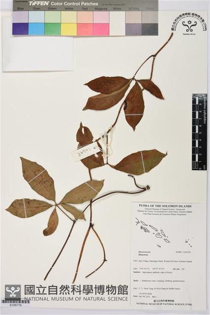 登錄號:S195770藏品圖，第1張