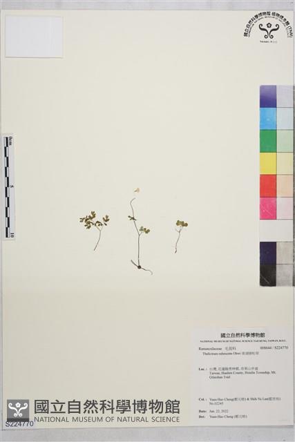 南湖唐松草藏品圖，第1張