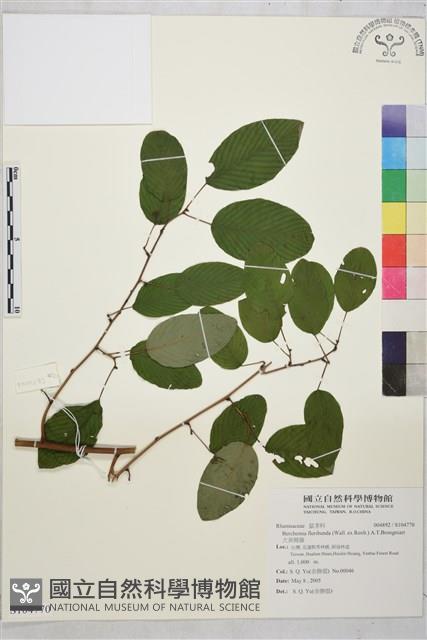 大黃鱔藤藏品圖，第1張