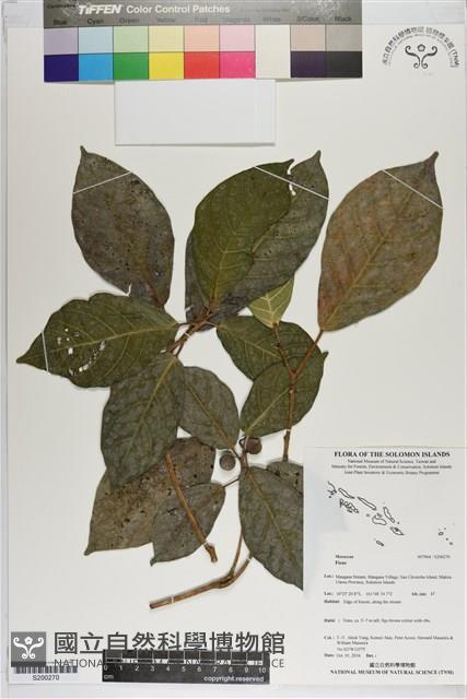 登錄號:S200270藏品圖，第1張