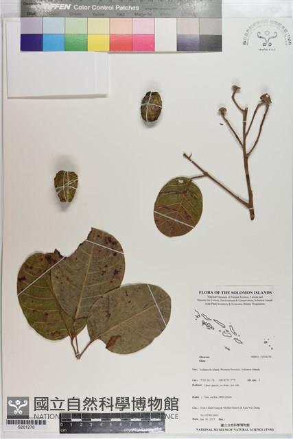 登錄號:S201270藏品圖，第1張